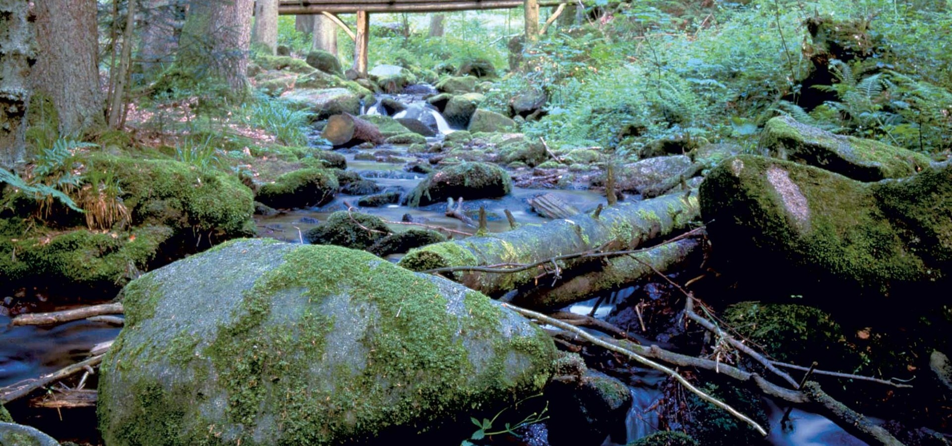 Erbprinz Natur